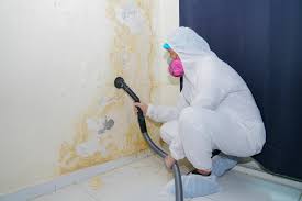 Best Emergency Mold Remediation  in Prairie View, TX